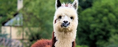 Non-animal Science for Universities