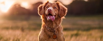 non-animal methods for Health professionals