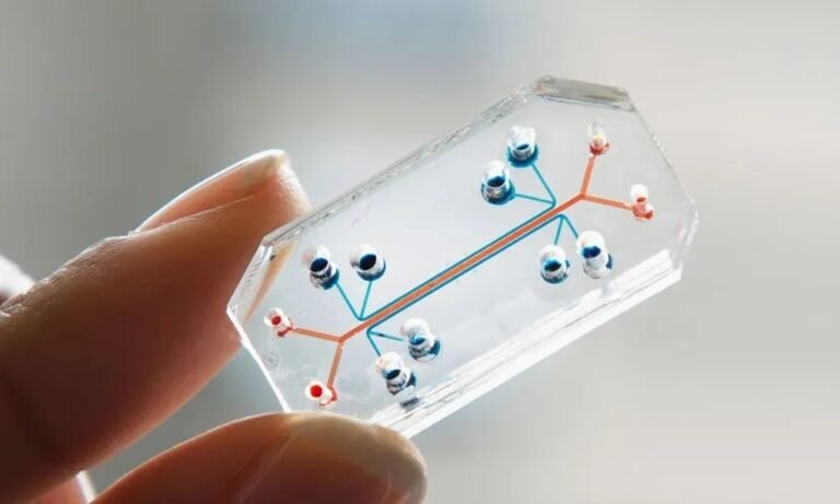 Organ-on-a-Chip