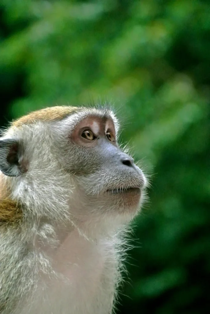 Toxicity Testing on Macaques Must End